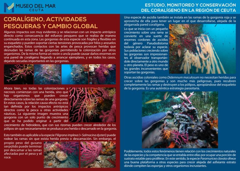 FMMC-publicaciones-coraligeno-ceuta-05