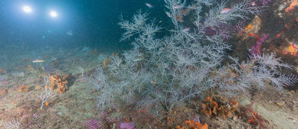 Nuevos datos sobre los corales negros de Ceuta
