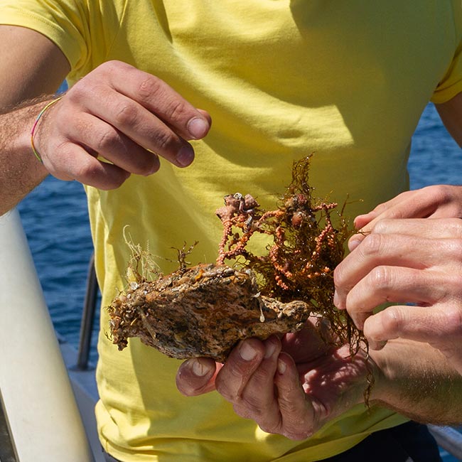 Personal de la Fundación Museo del Mar de Ceuta analizando una muestra recién extraída por el ROV tras un muestreo en el Mar de Alborán.