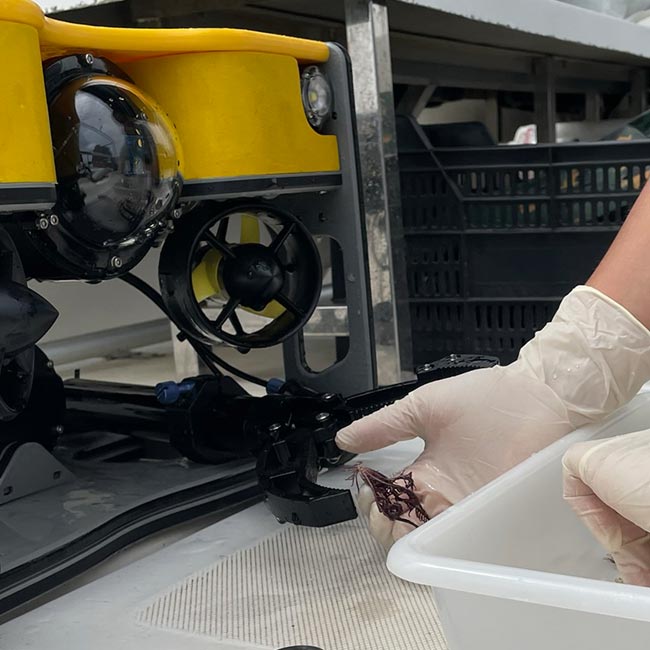 Personal de la Fundación Museo del Mar de Ceuta extrayendo las muestras recogidas mediante el brazo robótico durante la inmersión realizada por el ROV