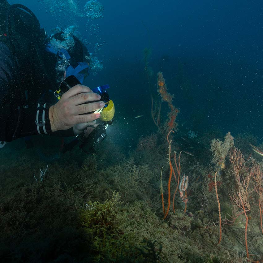 Personal de la Fundación Museo del Mar de Ceuta generando material audiovisual en las Islas Chafarinas, en este caso realizando una grabación de un ejemplar de Hermodice carunculata alimentándose de Elisella paraplexauroides.